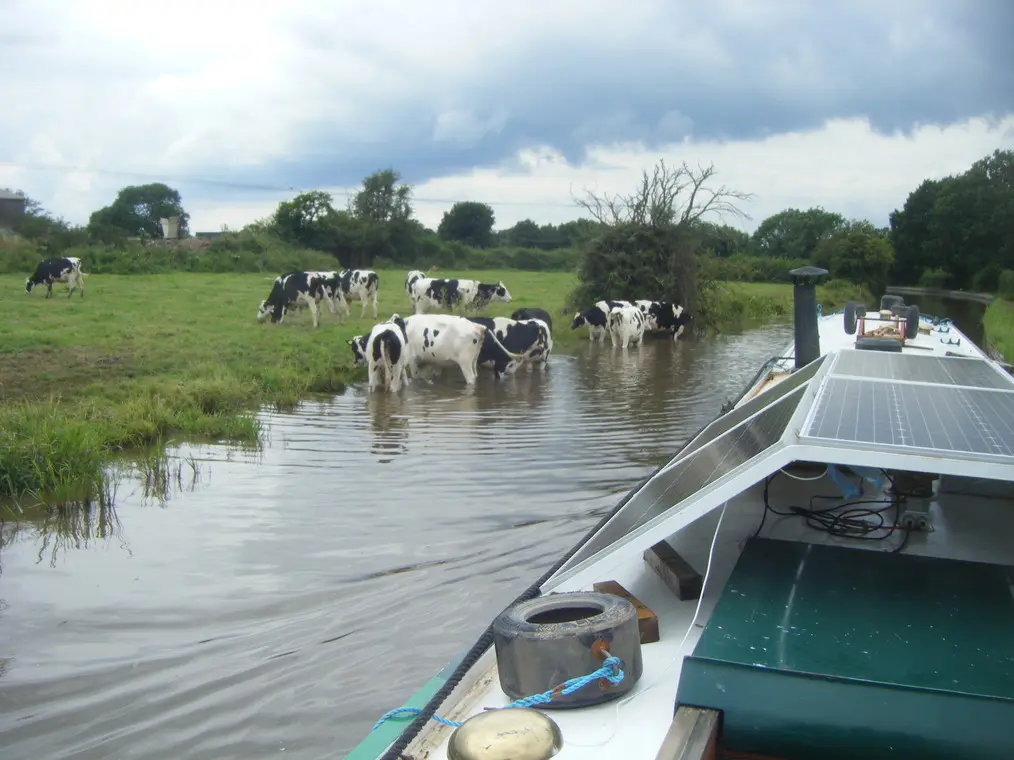 cow drink