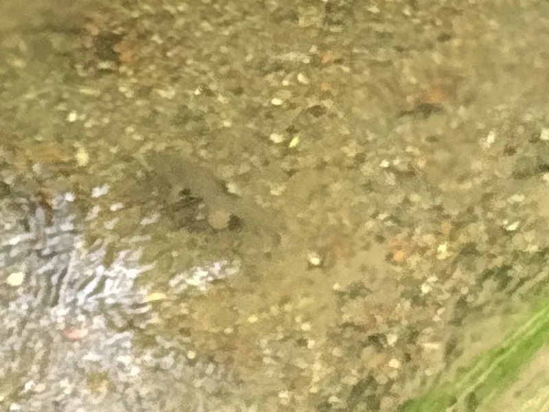 canals